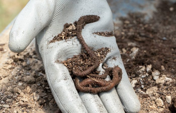 concept-nature-morte-compost-vers-terre